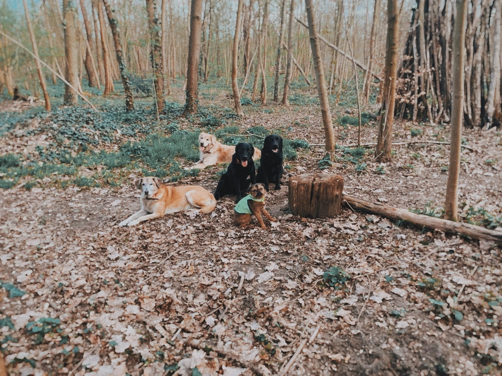 Chiens se reposant ensemble en forêt